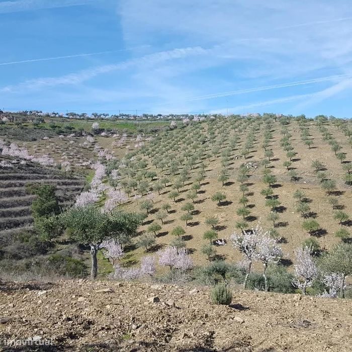 Quinta no Douro Superior, VALE D´ANELHA-Comércio de Azeite Biológico
