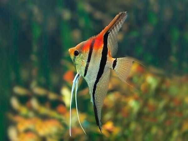 GB Skalar Manacapuru - dowóz ryb!