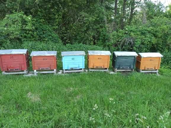 Miód Malinowy z Doliny Rospudy, Suwalszczyzny 2025r.