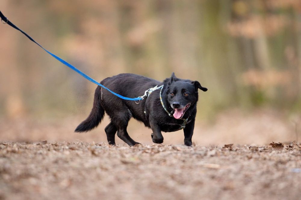 Monia, urocza sunia, w schronisku od szczeniaka