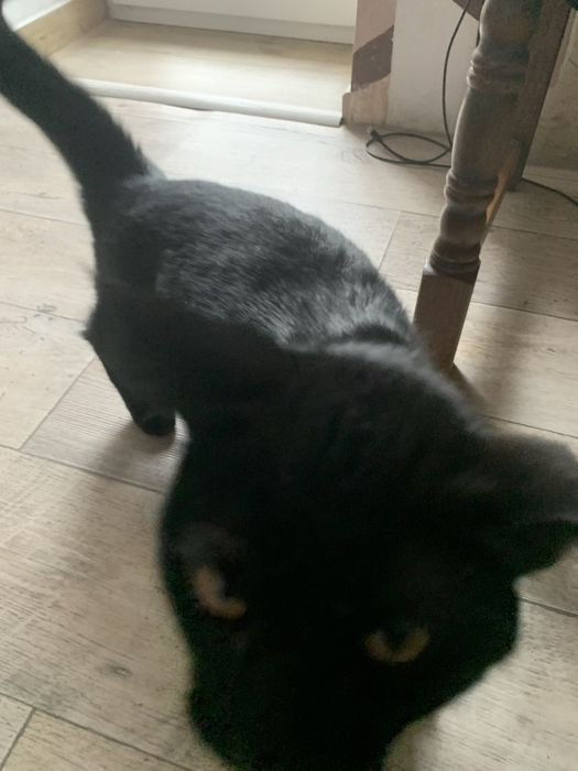 Отдам в хорошие руки кошечку