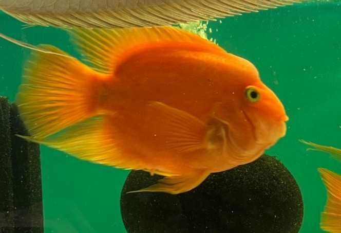 Pielęgnica papuzia 15-20cm przy zakupie 6szt po 60