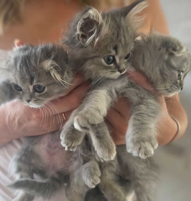 Кошенята  шиншилки сріблястої