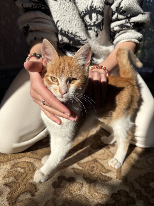 Котенятка віддаємо