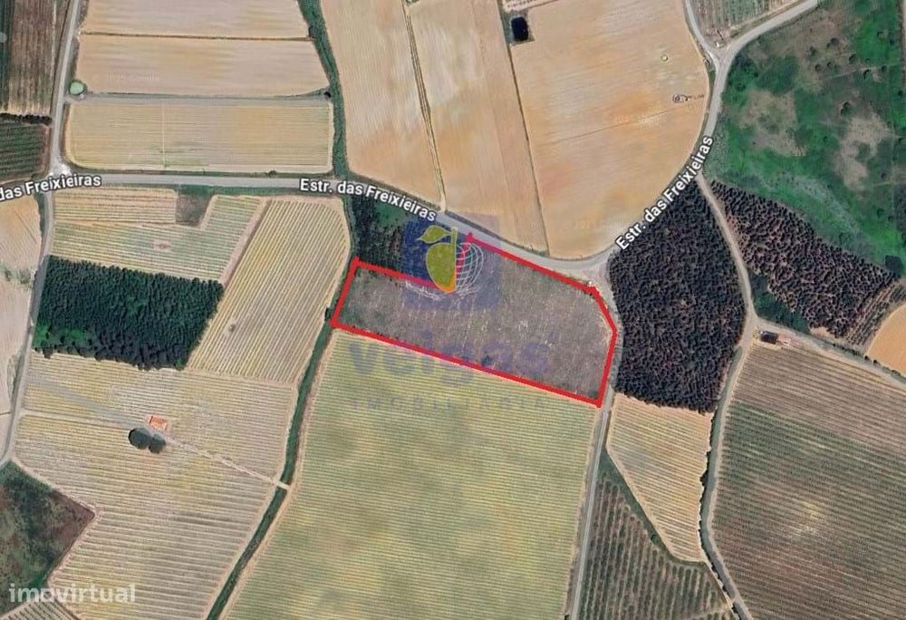 Land plot with a generous area of 13,840 m² planted with eucalyptus trees