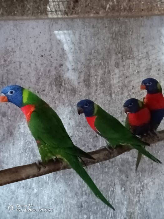 Casal de Loris Molucanos Reprodutores