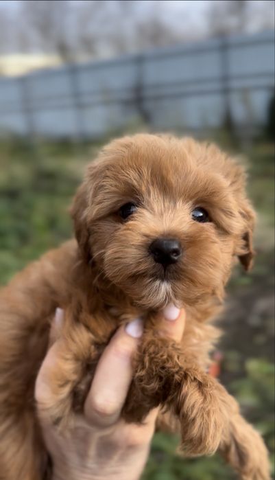 Малятка мальтіпу хлопці