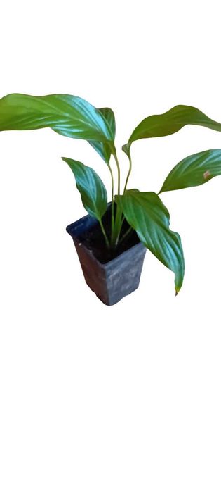 Lirio da Paz em vaso