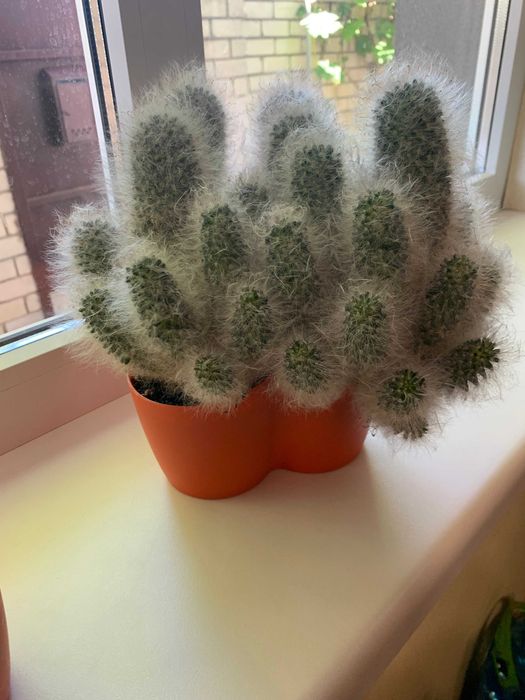 Врієзія, заміакулькас (76 см) , спатифілум, кактуси.