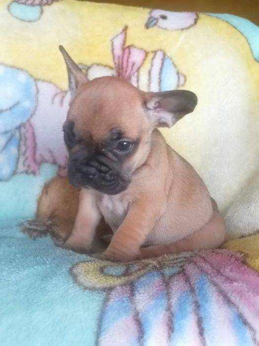 Bulldog francês faune  Miniatura