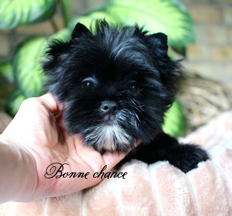 Yorkshire terrier Black