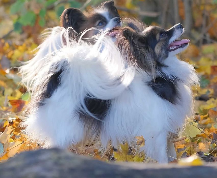 Papillon piesek tricolor ZKwP/FCI