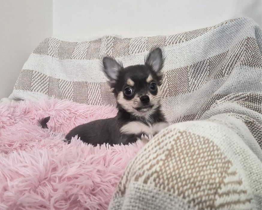 Chihuahua piesek długowłosy niebieski szczenię