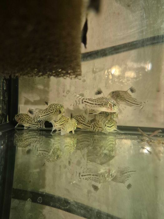 Kirys Julii - nakrapiany ( Corydoras Julii )
