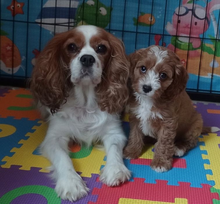 Cavapoo F1 suczka