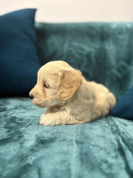 Uroczy szczeniak rasy maltipoo