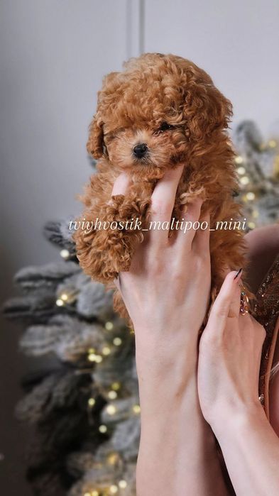 Чудові малюки Пудель Мальтипу