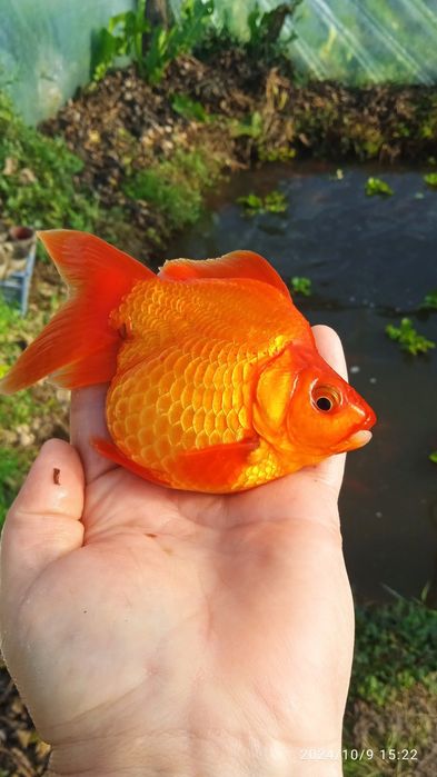продам золотих рибок власного розведення.