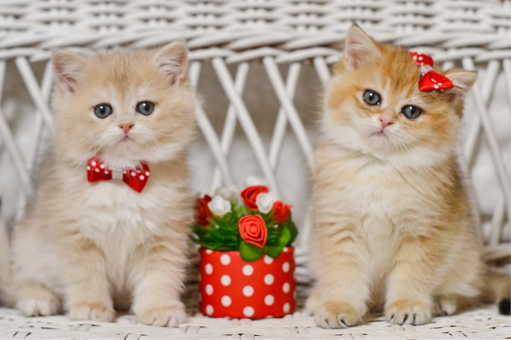 Золотые малыши