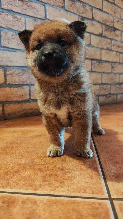 Shiba Inu CZERWONA SUCZKA Wrzosowa Zagroda FCI ZKWP