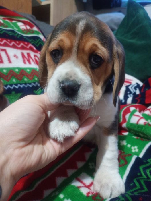 Piękna suczka Beagle