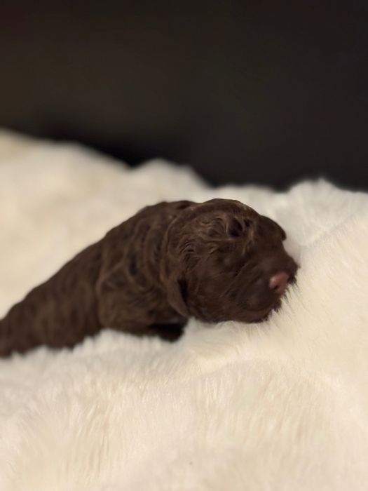 Lagotto Romagnolo dziewczynka FCI ZKwP