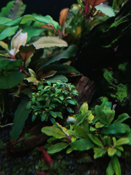 Bucephalandry piękne rosliny z BORNEO.