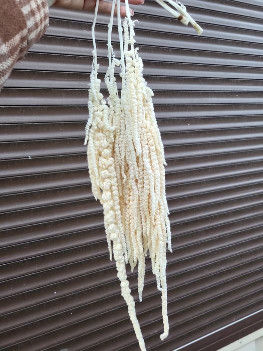 Сухоцвіти лагурус стабілізована гортензія гіпсофіла опт рускус гліксія