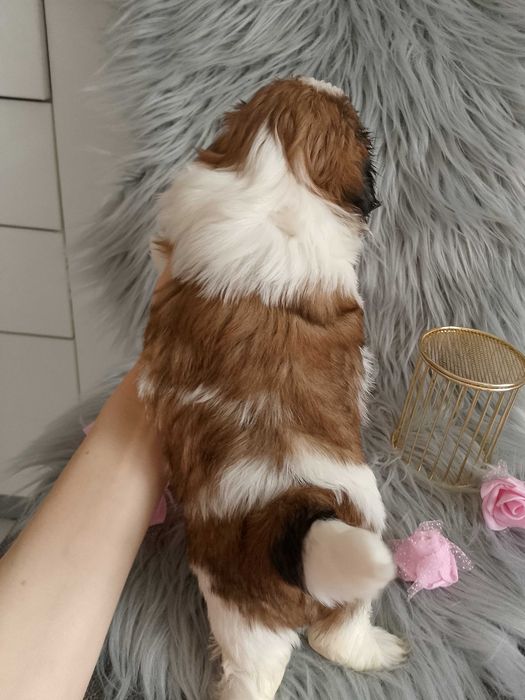 Piękna suczka rasy Shih-Tzu