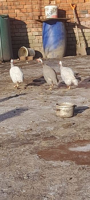 Perliczki 3 kurki 1 perlik