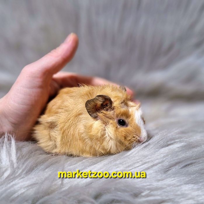 Ваш ідеальний вихованець вже чекає на вас!