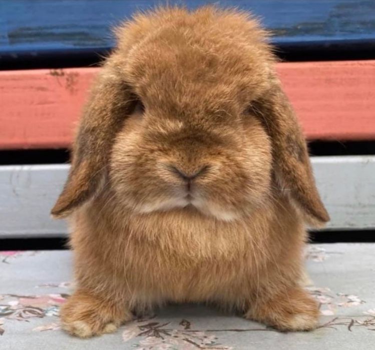 KIT Coelhos anões orelhudos(mini loop) belier lindíssimos e dóceis