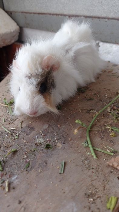 Свинки  морські і морські свини