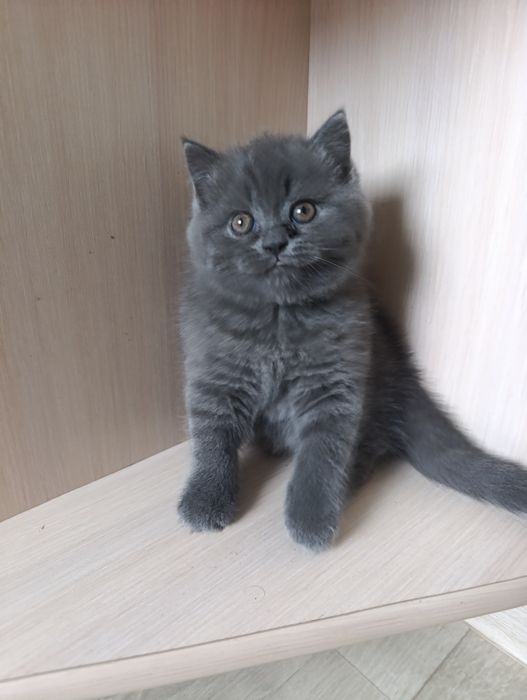 Шотландские  котята классные