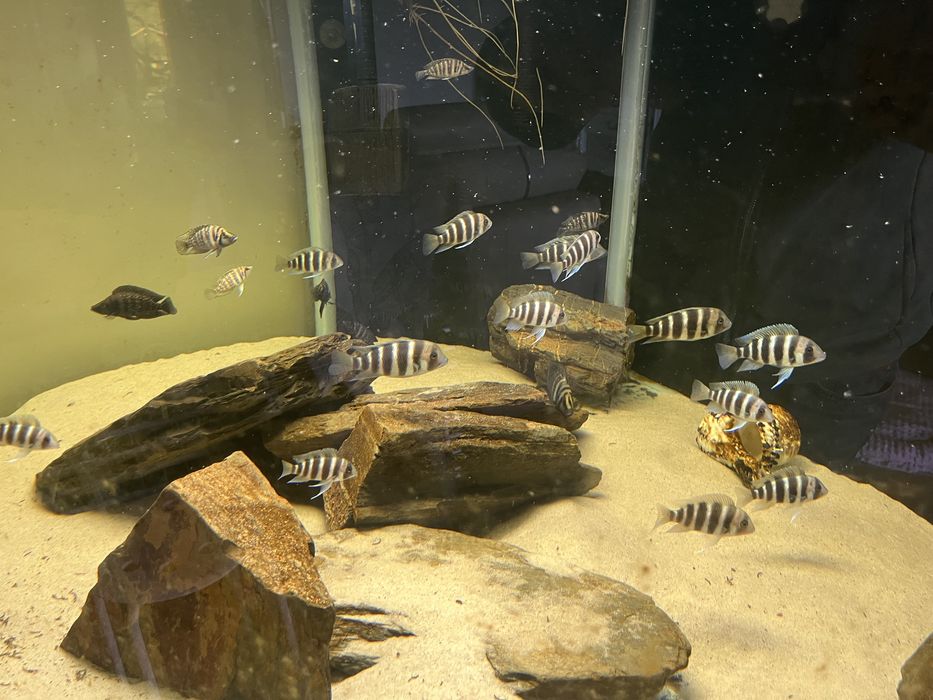 Akwarium 1200 l + ryby frontozy i calvus czarny