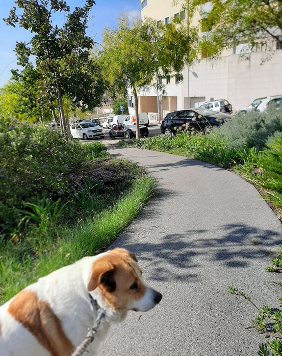 Passeio Cães (Ramada e arredores)