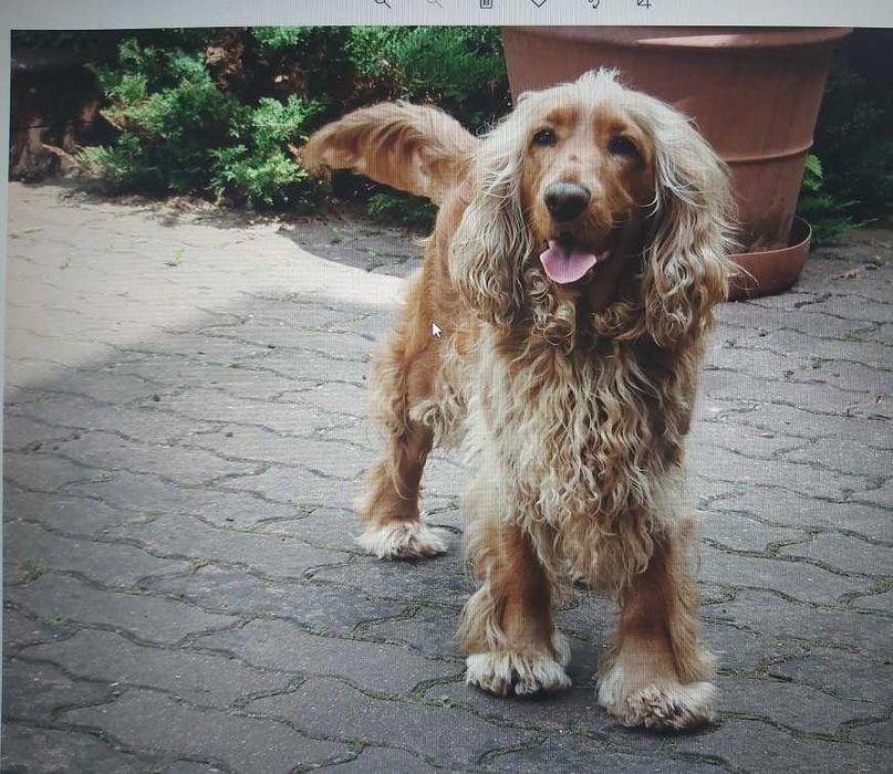 Układanie /Naprawa  kostki brukowej  /Brukarze DE/PL