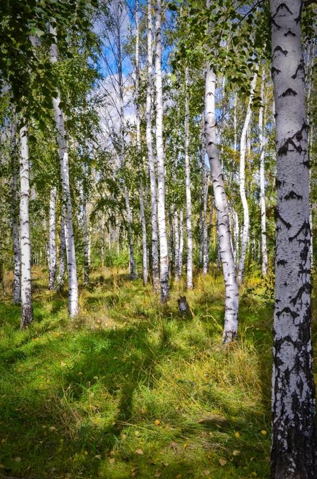 Саженцы нектарин береза и другие
