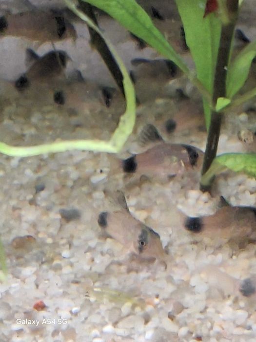 Kiryski Panda młode osobniki