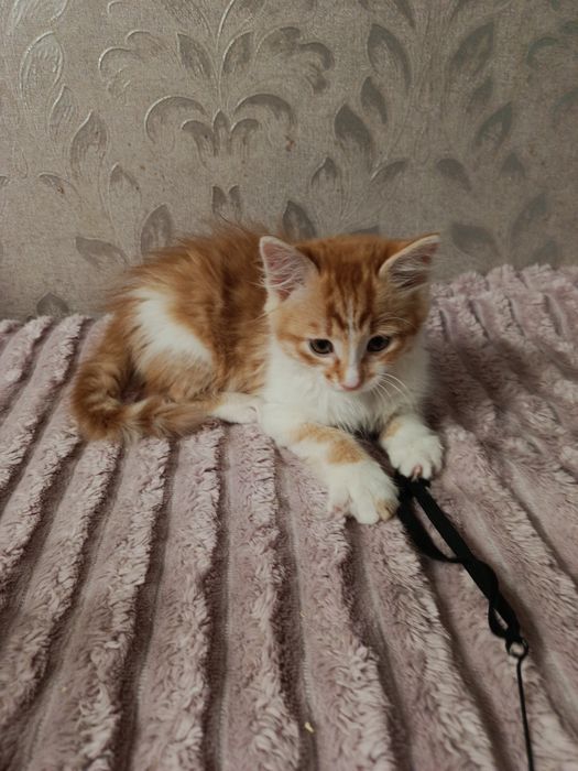 Дарик 2.5 мес ищет дом