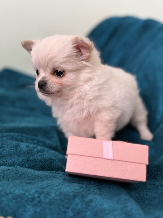 Білосніжний міні хлопчик чихуа