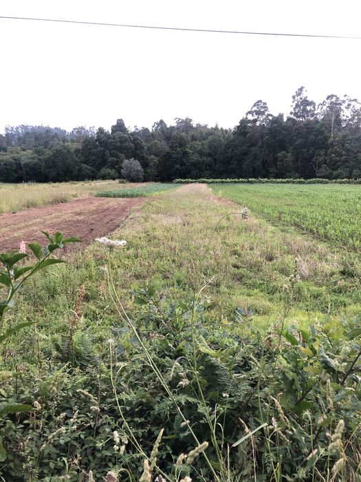 Terreno de 1.000m2 Trogal, Sao pedro D’Arcos, Ponte de Lima