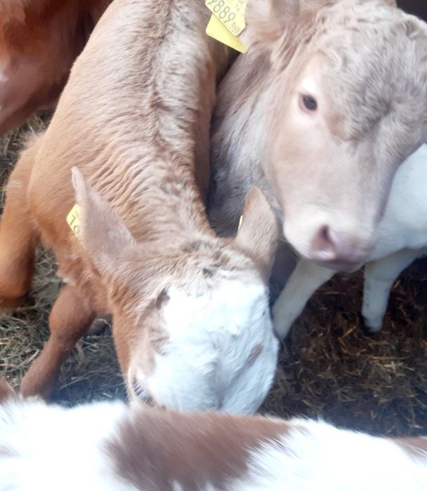 Miesne byczki jaloszki cielęta