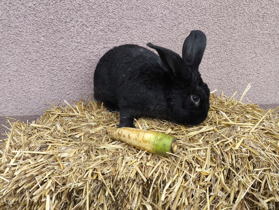 Продам кроликів є різні