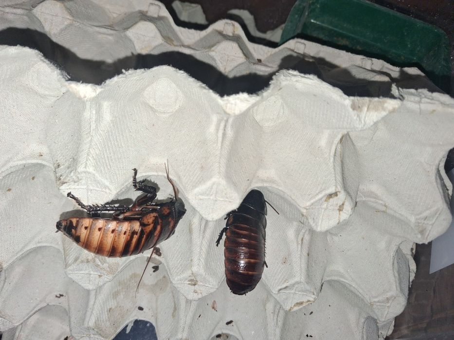 Barata de madagascar