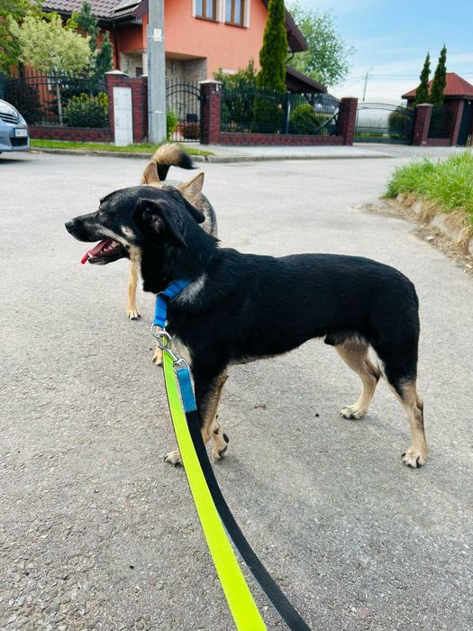 Wyjątkowy Jager w wieku 3 lat szuka domu