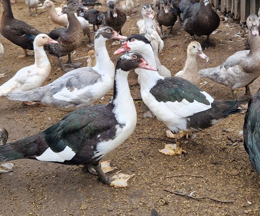 Kaczki kaczory młode