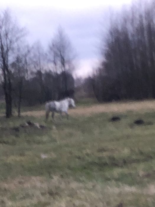 Продам поні