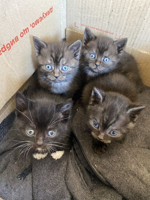 Віддам гарненьких кошенят