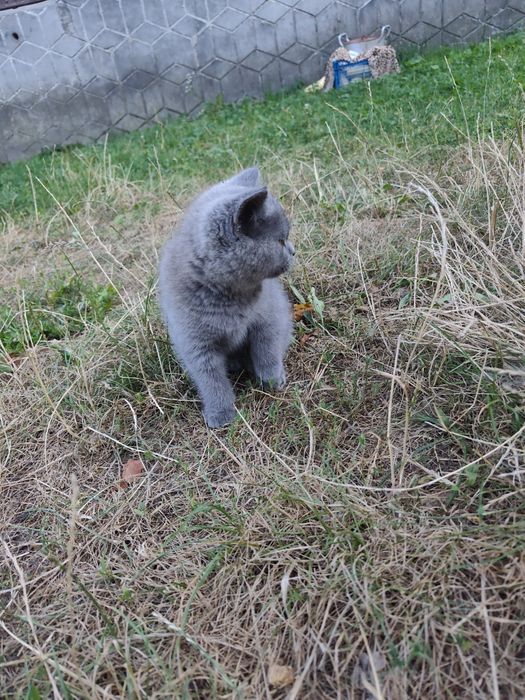 Чистокровне шотландське прямовухе кошеня (Scottish Fold)